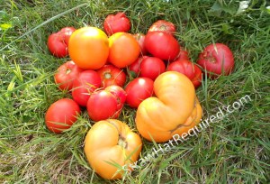 Tomatoe Harvest-001