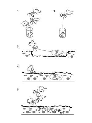 Tomatoes Growing Method 2013
