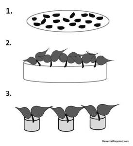 Start Seeds Peppers 2013