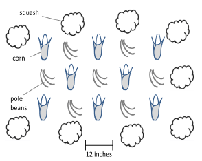 Three Sister Garden 2013